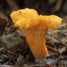 C. friesii - P. pomarańczowy