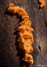 Kieliszkówka - Guepiniopsis