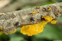 T. mesenterica - T. pomarańczowożółty